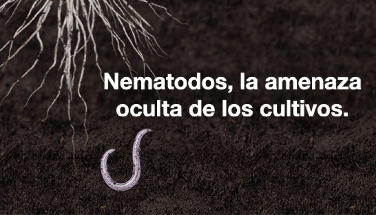 Nematodos, la amenaza oculta de los cultivos