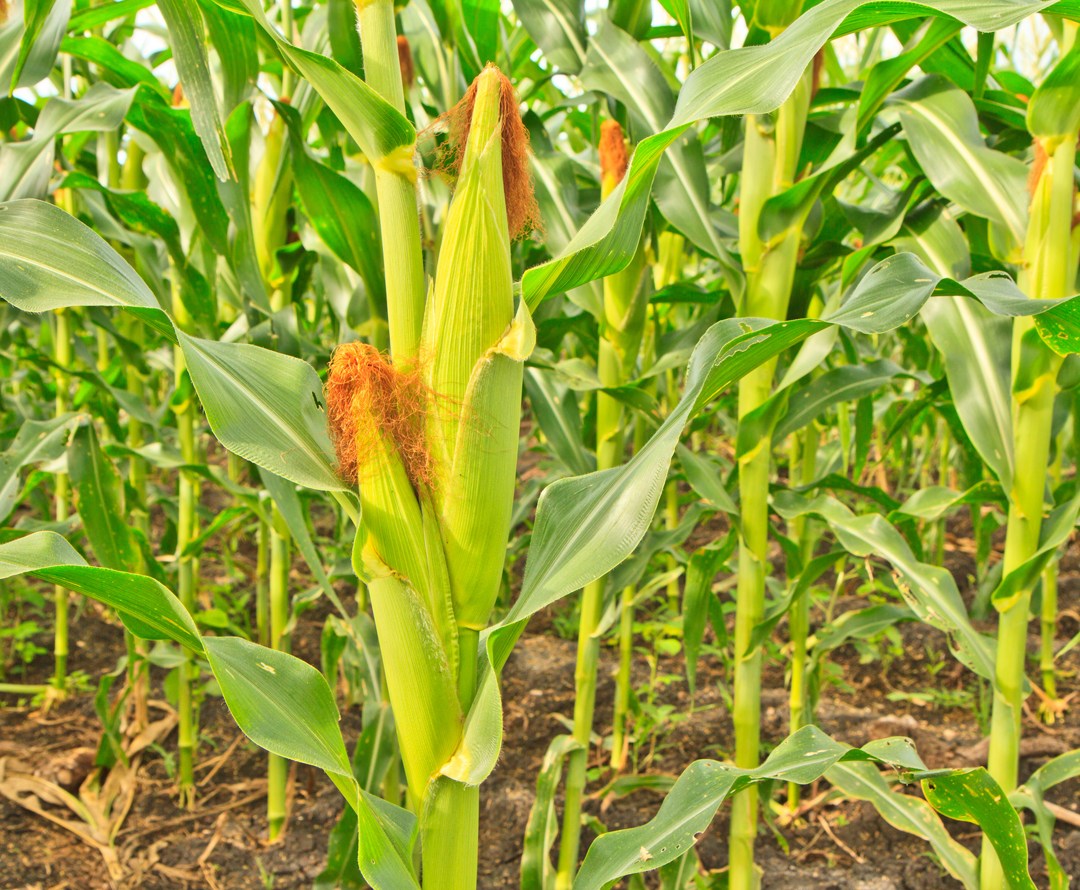 Bayer Corn