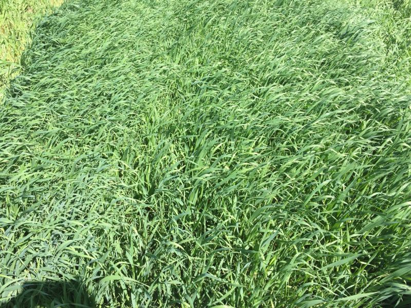 Alta infestación de avena y alpiste en el Valle de Mexicali.