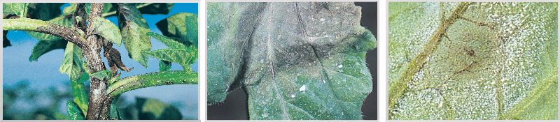 Síntomas del tizón tardío.