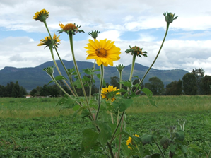 Gigantón (Tithonia tubaeformis)