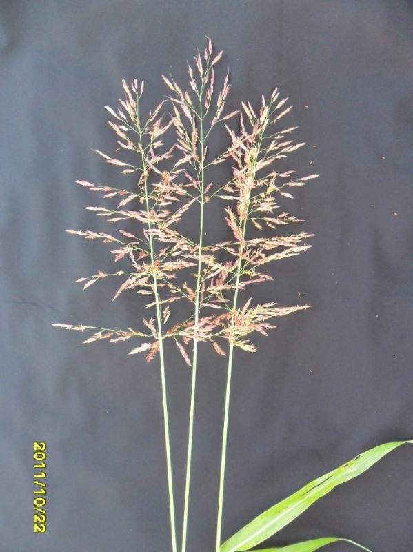 Zacate Johnson (Sorghum halepense)