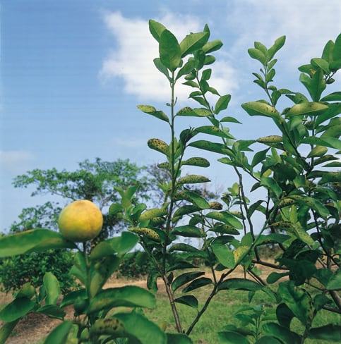 Mancha grasienta citricos