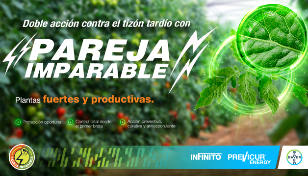 PAREJA IMPARABLE CONTRA EL TIZÓN TARDÍO