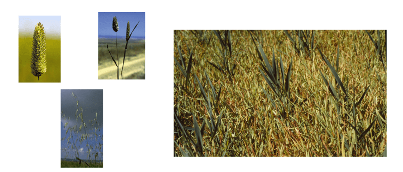 densidad-de-maleza-en-trigo