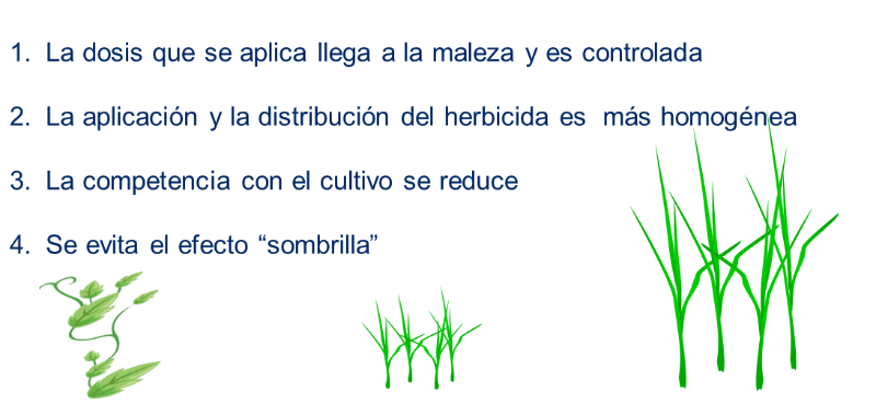 Justificaciones de aplicar los herbicidas en épocas tempranas.