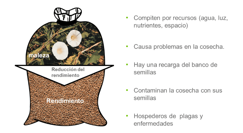 Efectos negativos de las malezas sobre el cultivo de trigo.
